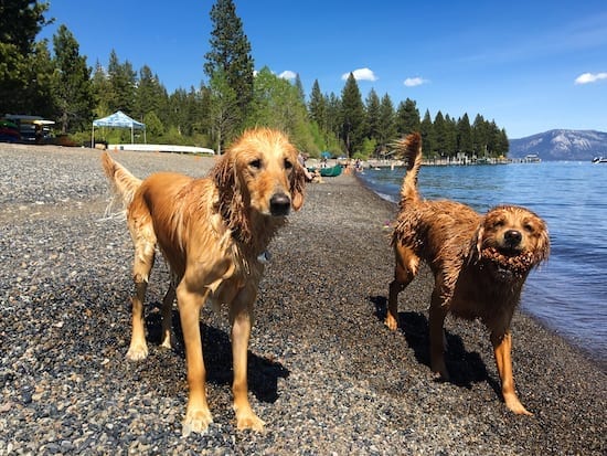 Guide To Must Love Dogs Tahoe Go