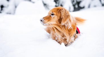 Dog Days of Winter