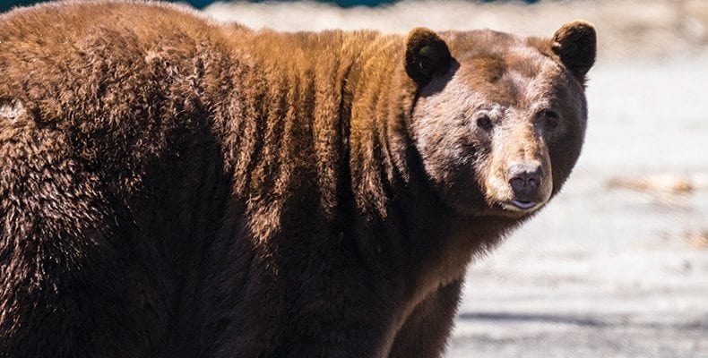 Protect North Lake Tahoe: How You Can Take Action - Go Tahoe North Protect North Lake Tahoe: How You Can Take Action - Go Tahoe North