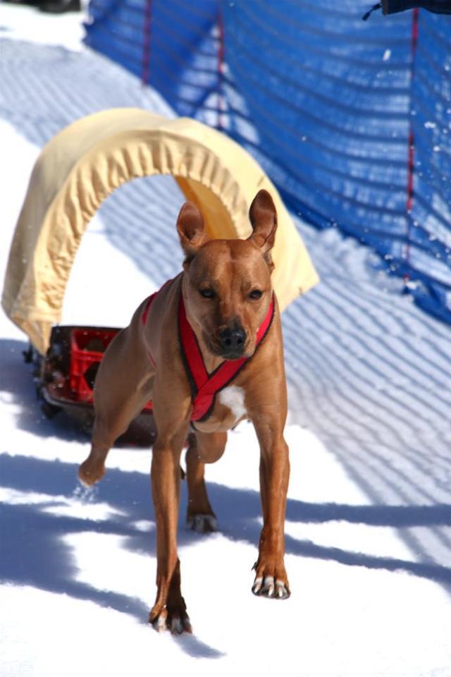 SnowFest Dog Pull