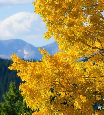 Fall in North Lake Tahoe: A Guide