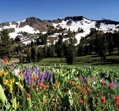 Tahoe Vacation Rental Mountain Flowers