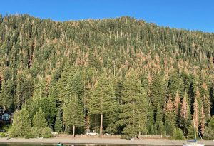 Lake Tahoe events: True fir mortality: canaries of mixed-conifer forests