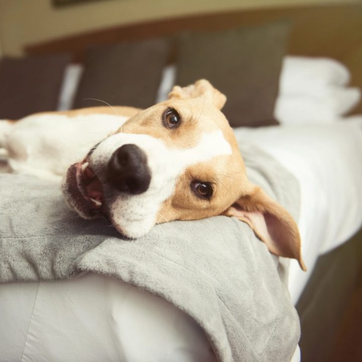 Happy dog at pet-friendly hotel in Lake Tahoe