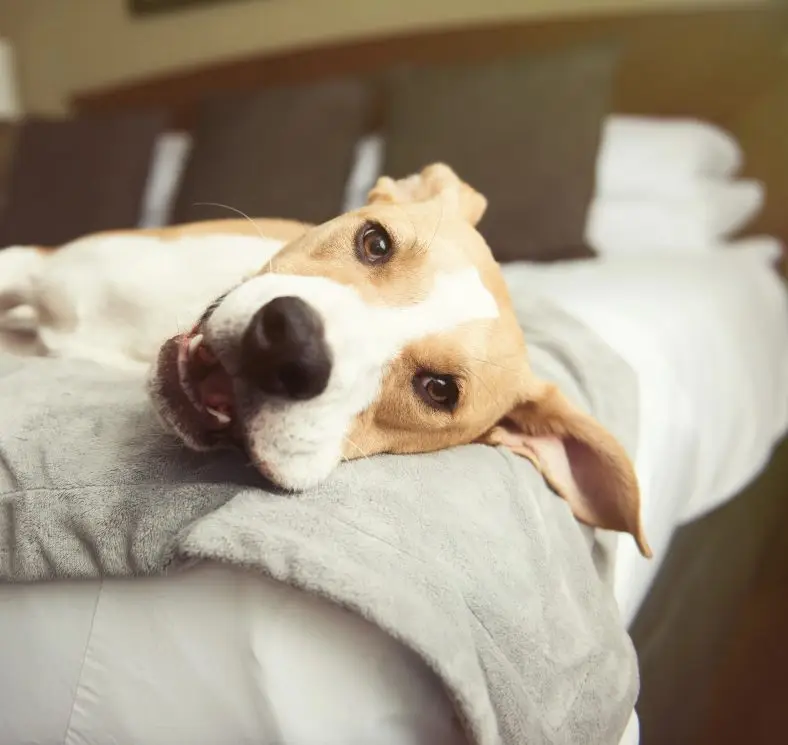 Happy dog at pet-friendly hotel in Lake Tahoe