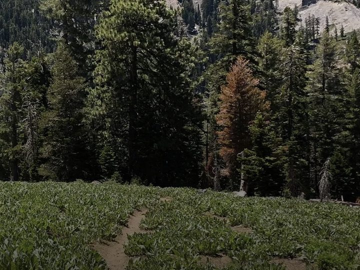 Stanford Rock Trail