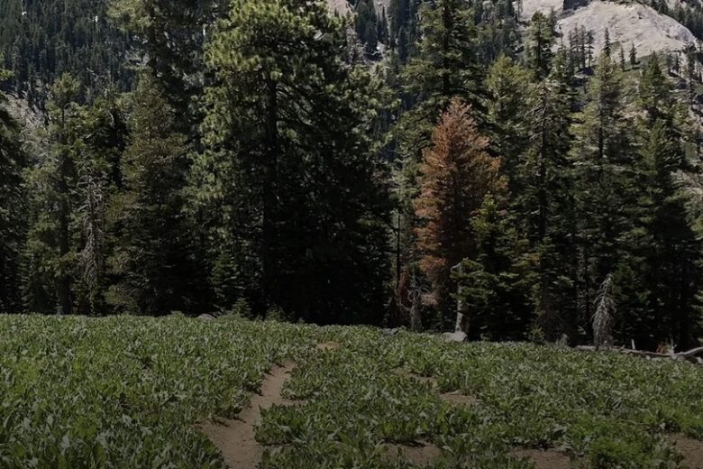 Stanford Rock Trail