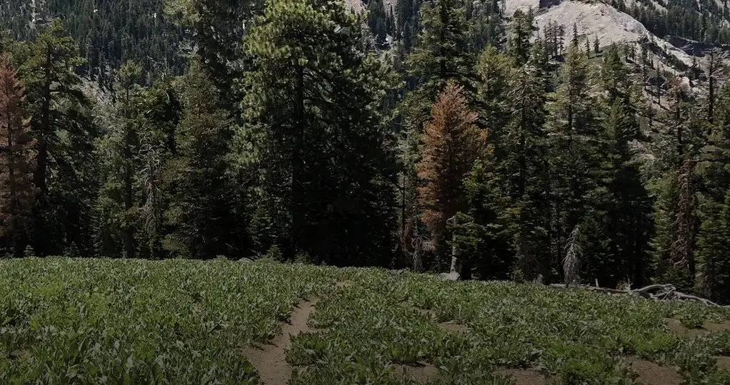 Stanford Rock Trail