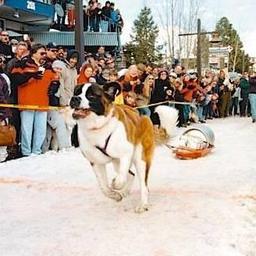 Snowfest Dog Pull