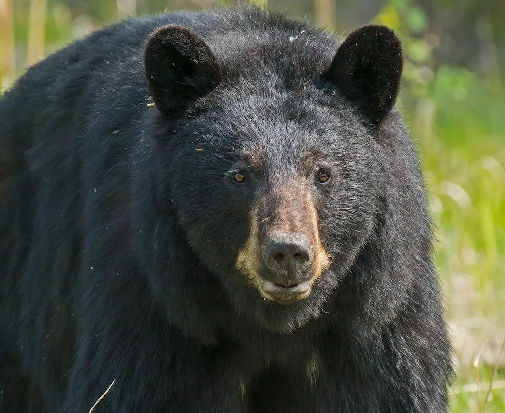 They Belong Here: Help Keep Tahoe Bears Wild - Visit Lake Tahoe