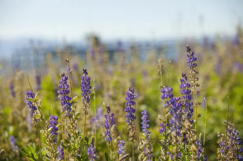 Best Wildflower Hikes in Lake Tahoe