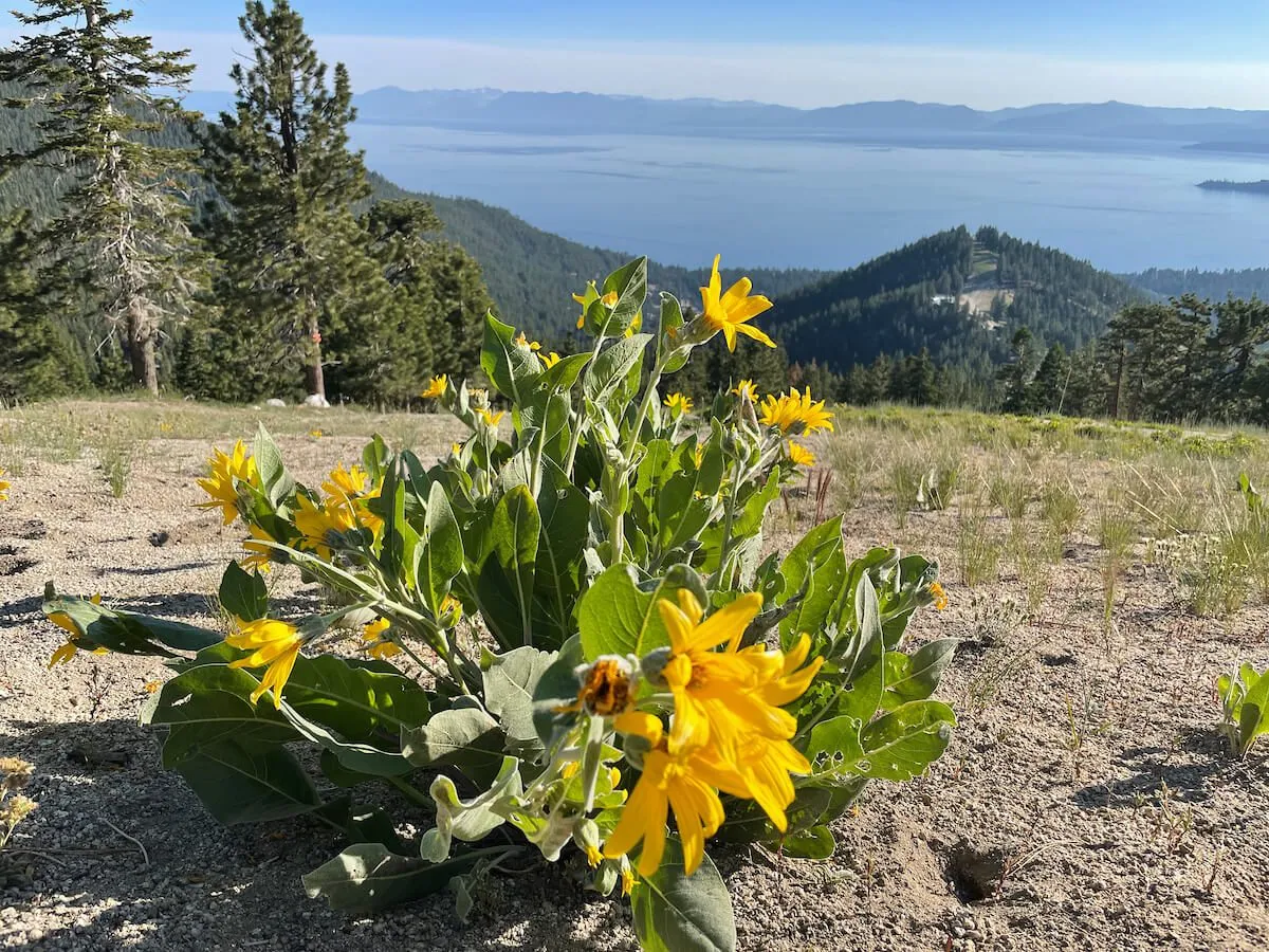 Best Wildflower Hikes in Lake Tahoe